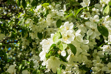 White flowers of apple trees spring landscape