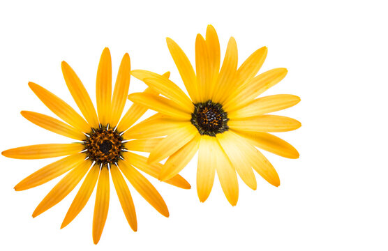 Fototapeta Cape daisies isolated