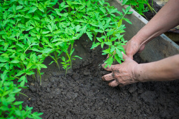 seedling of tomatoes in the hands in summertime