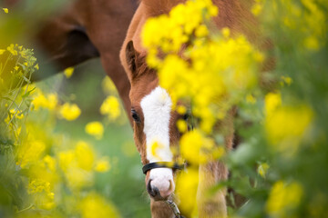 Ponyfohlen im Raps