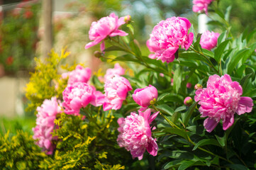 pink peonies with green bush in summertime