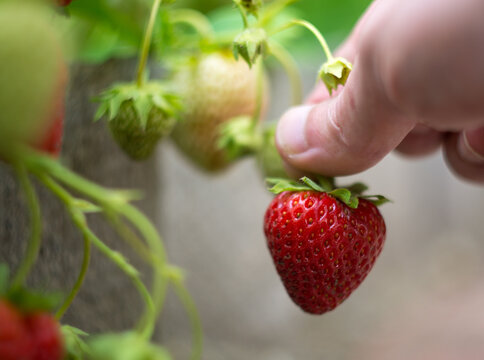 harvest picking ripe strawberry in garden in hand in summertime