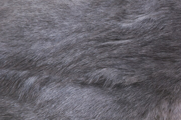 Gray  fur close up background. Texture, abstract pattern.
