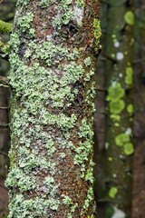 Moss and lichen covering a tree trunk in a wet wood, Lombardy Italy Europe
