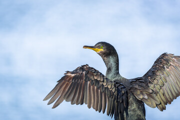 Cormorant (Phalacrocorax aristotelis) close up with outstretched wings on Hornøya in Finnmark, Norway