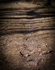 Path in the park