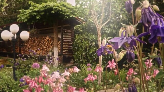 honey bee collecting nectar slow motion