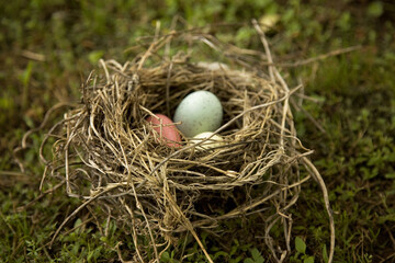 Natural Birds Nest Made of Sticks and Mud