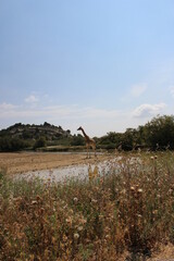 Fototapeta na wymiar girafe qui se ballade