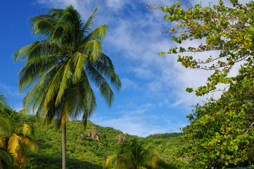 Fototapeta na wymiar Grande Anse d'Arlet - Martinique - Caribbean island.