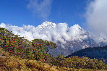 Fototapeta premium Mountain Landscape in Himalaya. Blooming of Rhododendron tree and Annapurna South peak.