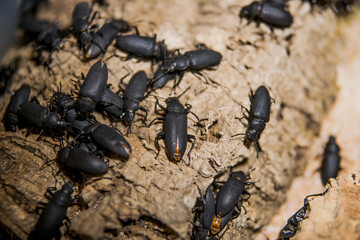 зофобас жук