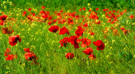 Poppies field in rays sun.