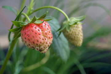 fraises bio dans un jardin potager