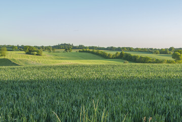 Green fields in the evening sun