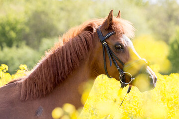 Ponyfohlen im Raps