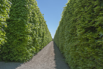 High hedges at Egeskov Park in Denmark
