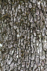 Fototapeta premium Wooden bark texture