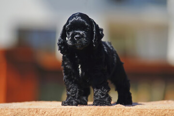 Black American Cocker Spaniel puppy posing outdoors at sunny weather
