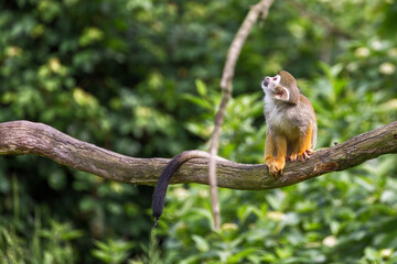 Portrait of squirrel monkey Saimiri sciureus sitting on a tree branch