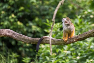 Papier Peint photo Lavable Singe Portrait de singe écureuil Saimiri sciureus assis sur une branche d& 39 arbre