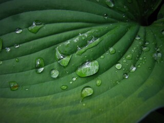 Green leaves.