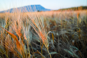 Yellow fields with ripe hard wheat, grano duro, Sicily, Italy