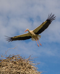 The cute stork flies majestically over the nest