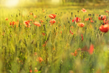 Fototapeta na wymiar Field with wild poppies with evening light spots