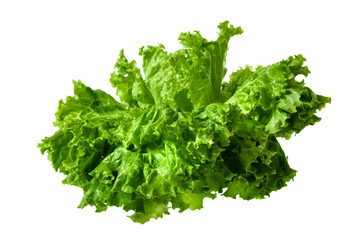 Obraz premium Lettuce isolated on white background