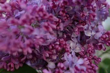 lilac background