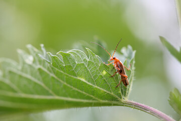red bug