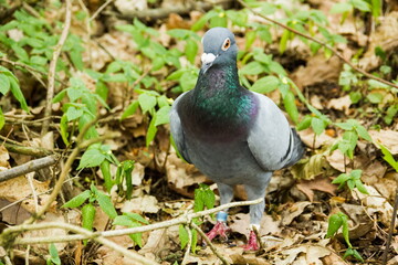 Dove in forest