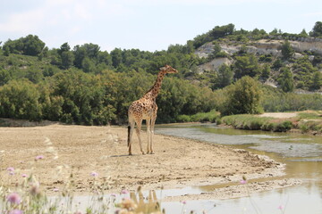 girafe dans la savane