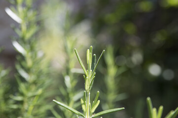 Rosemary camphor (Rosemarinus officinalis)