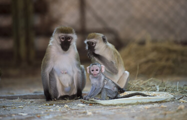 обезьяны семья