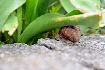 Weinbergschnecke auf Gartenmauer 9