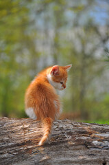 Red and white kitten back