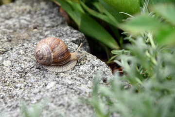 Weinbergschnecke auf Gartenmauer 7