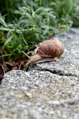Weinbergschnecke auf Gartenmauer 6