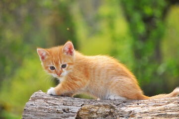 Red striped kitten