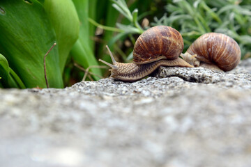 Weinbergschnecke auf Gartenmauer 11