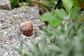 Weinbergschnecke auf Gartenmauer 5