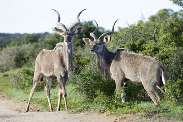 Naklejka na ściany i meble Greater Kudu, Addo Elephant National Park