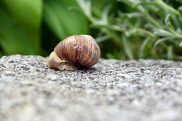 Weinbergschnecke auf Gartenmauer 3