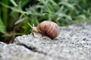 Weinbergschnecke auf Gartenmauer 2