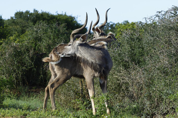 Greater Kudu, Addo Elephant National Park