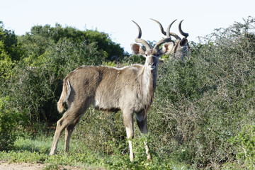 Greater Kudu, Addo Elephant National Park