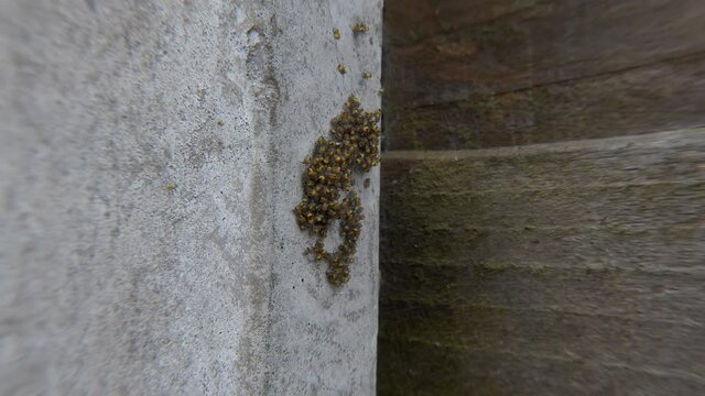 After touch with stick Araneus Diadematus spiderlings start moving and spreading out off spider nest