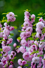 flower background in spring or summer nature in japan, design